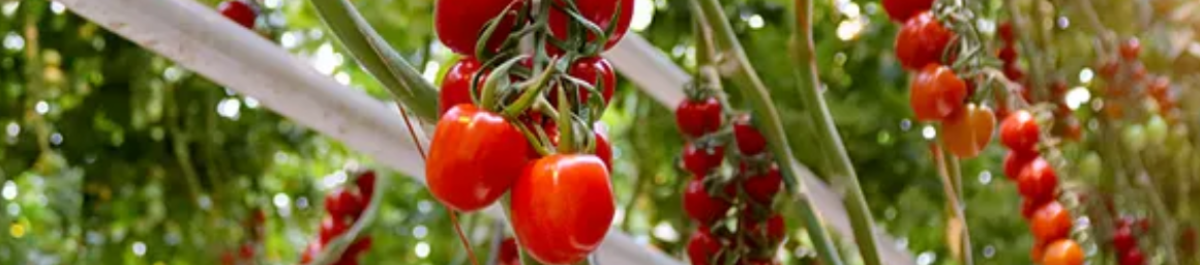 Als toonaangevend bedrijf streven we met onze innovatieve benadering naar duurzaamheid, en zijn we trots op onze rol als marktleider in de teelt van tomaten en paprika's.